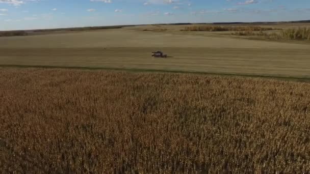 Combine la cosechadora trabajando en el campo de maíz dorado — Vídeo de stock