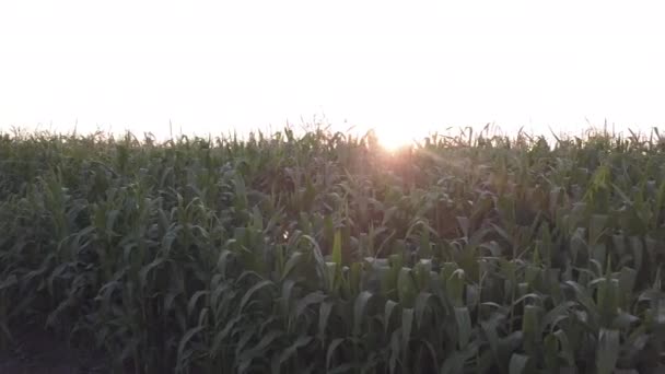 Top View Flying Drone Green Corn Field Shot Summer Farmland — Stock Video