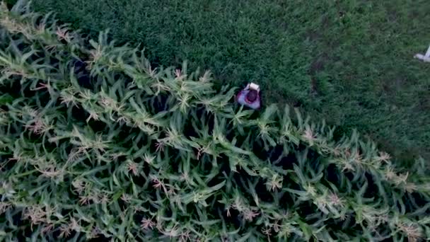 Agricultor monitoreando cultivo de maíz con una vista superior tableta — Vídeos de Stock