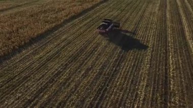 Hasat hava altın buğday alanında birleştirmek