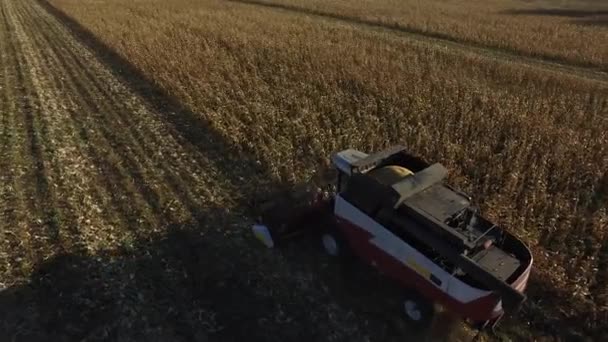 Industrielle Herbsternte mit modernem Mähdrescher — Stockvideo