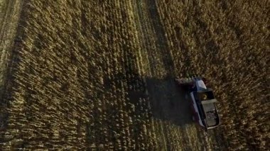 Havadan görünümü birleştirin Mısır sahada hasat