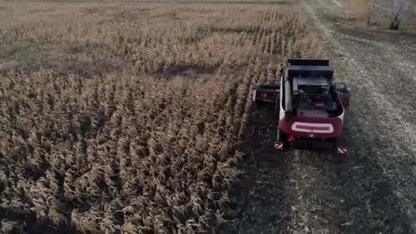 Combine colheitadeira reúne o trigo no dia ensolarado — Vídeo de Stock