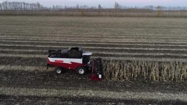 农田的条纹景观和移动工作的现代联合收割机 完成秋季农业季节性工作的场景 司机驾驶脱粒机和采摘干秸秆 清洗农场 — 图库视频影像