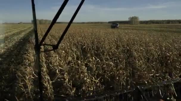 Combinar la cosecha del campo de maíz vista de cerca — Vídeo de stock