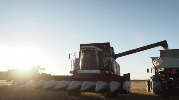 Lossen maïs oogst aan de vrachtwagen in het veld — Stockvideo