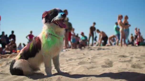 Pes v barvách multi sedí na pláži — Stock video