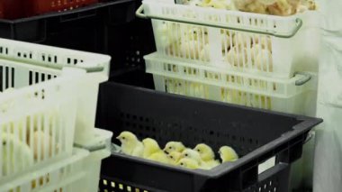 Kişi kapsayıcı yumurta kabuğu ile kuluçta gelen Broiler civciv sıralama