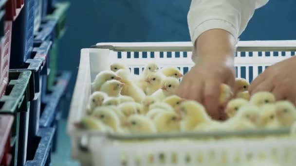 Выбор и сортировка выводного бройлера новорожденные цыплята из инкубатора в лотки — стоковое видео