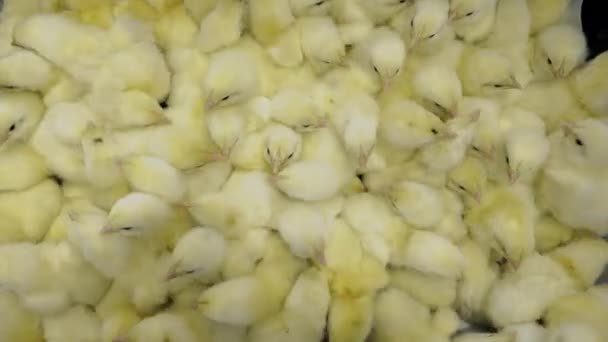 Pintos recém-nascidos para frangos de corte em movimento em recipiente de incubadora na fazenda — Vídeo de Stock