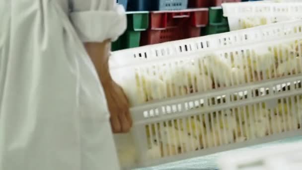 Poules de triage et de sélection dans des récipients d’incubateur — Video