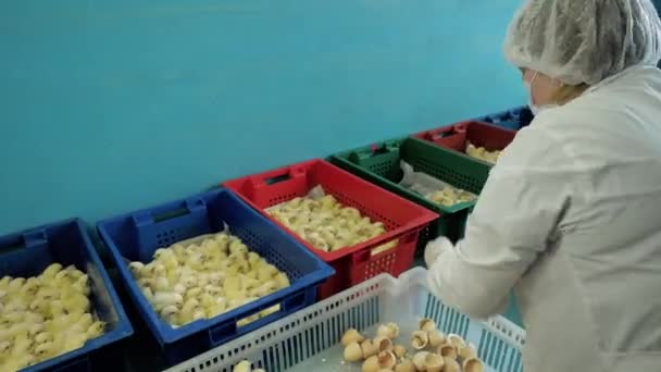 Mujer trabajando en la sala de incubadoras de clasificación en la granja de pollos — Vídeo de stock