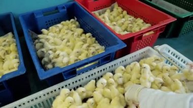 Kişi küvatör konteynerlere yenidoğan Broiler tavuk sıralama