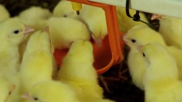 Pollitos recién nacidos bebiendo agua del equipo del tazón en la granja — Vídeo de stock