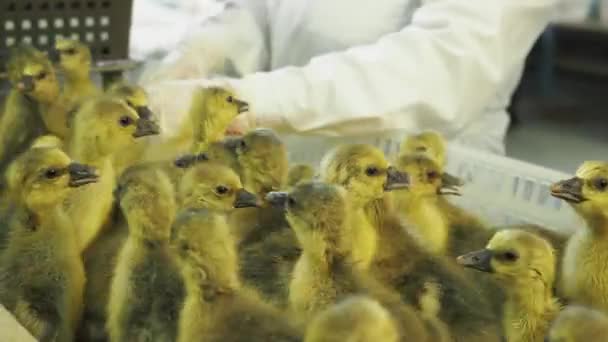 Persoon controle en selectie pikken eenden van incubator op boerderij — Stockvideo