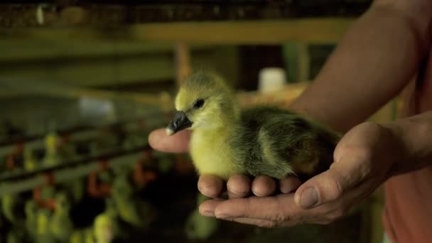 Persona sosteniendo en las manos picoteando patito recién nacido desde la incubadora de cerca — Vídeo de stock