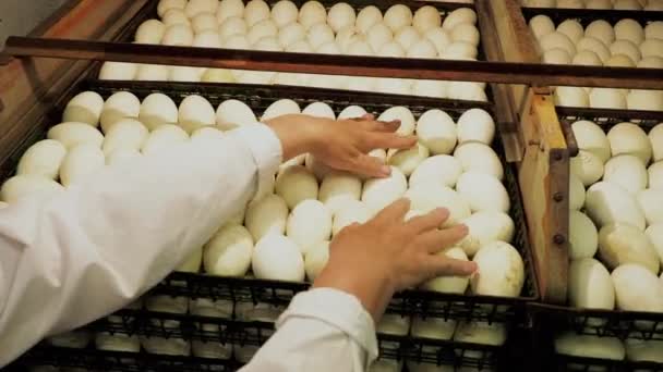 Osoba płci żeńskiej kontroluje część jaj kaczek w pojemnikach FRO inkubator — Wideo stockowe