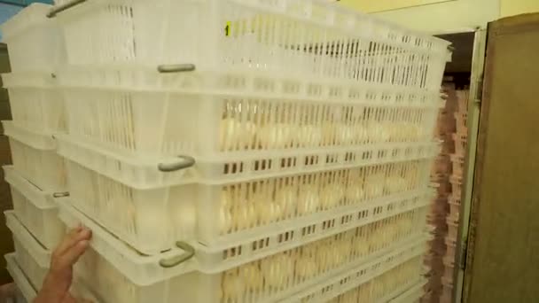 Люди организуют куриные яйца в контейнерах для инкубатора — стоковое видео