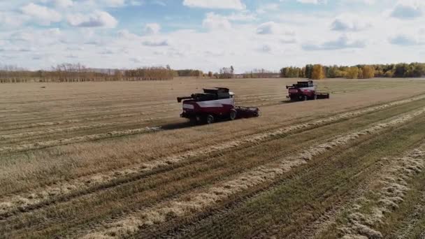 Combiner moissonneuse couper le blé mûr sur le champ agricole — Video