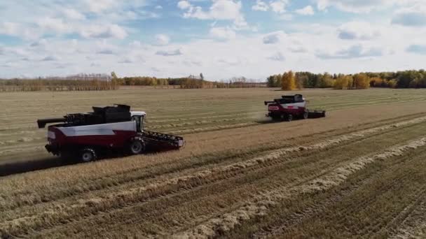 Skördetröskor arbetar på industriellt höst gårds rågfält — Stockvideo