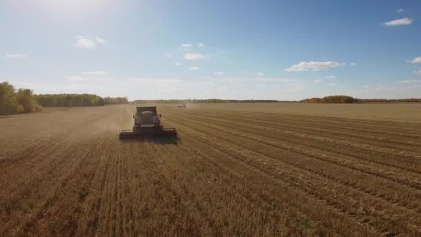 Hermosa vista aérea de cosecha con cosechadora se combinan en el campo de trigo — Vídeo de stock