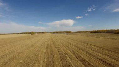 Sonbahar çiftliğialtın buğday tarlasında tarım hasadı