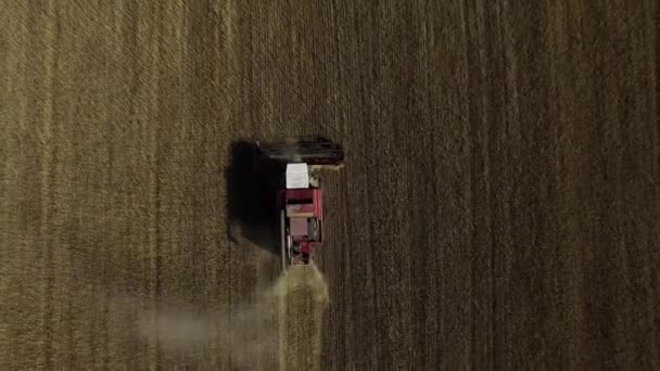 Copter volando sobre el campo de trigo maduro dorado rayado con combinar — Vídeo de stock