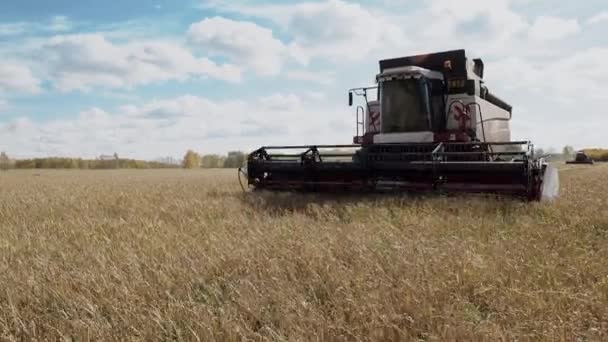 Συνδυασμός συγκομιδής εσοδείας γεωργία καλλιέργεια σιτηρών αγροκτήματος — Αρχείο Βίντεο