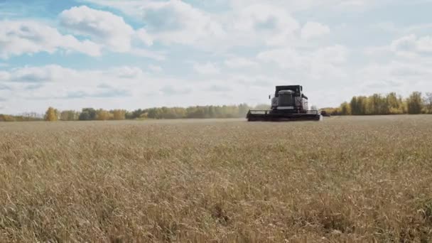 Skördetröska arbeten på rågfält och tröskning av mogen säd — Stockvideo