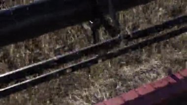 Endüstriyel birleştirme hasat bıçakları tarlada çavdar kesme