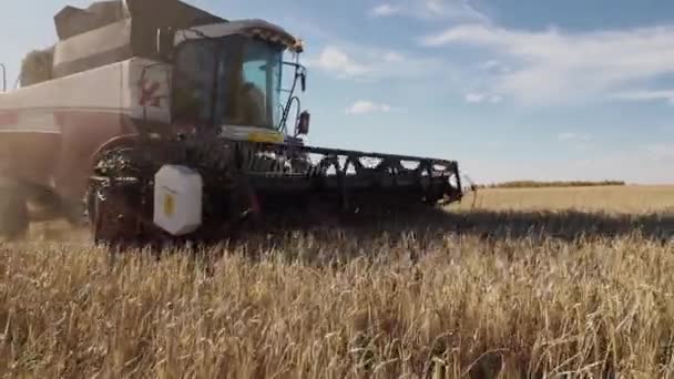 Campo de centeno maduro dorado con granja de trabajo cosechadora — Vídeo de stock