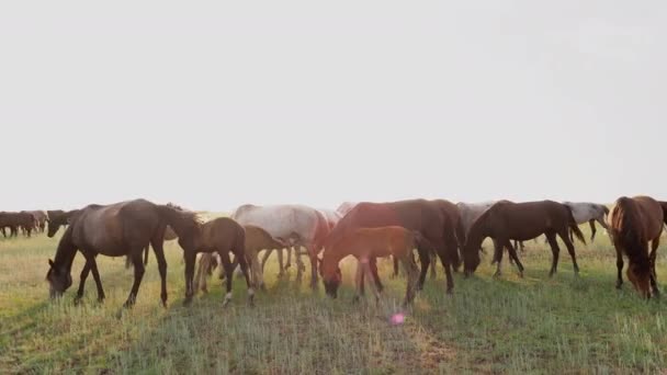 Caballos pastando en pastos en el campo y alimentando una hierba verde — Vídeos de Stock