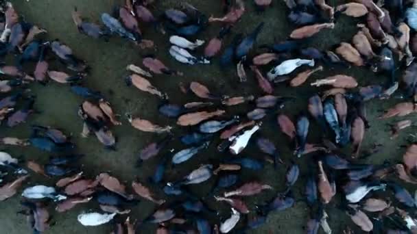 Vue aérienne du haut vers le pâturage du troupeau de chevaux sur la steppe verte sauvage — Video