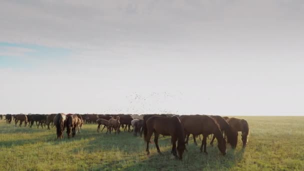 Pascolo mandrie di cavalli al ranch estivo alimentando erba verde al campo — Video Stock