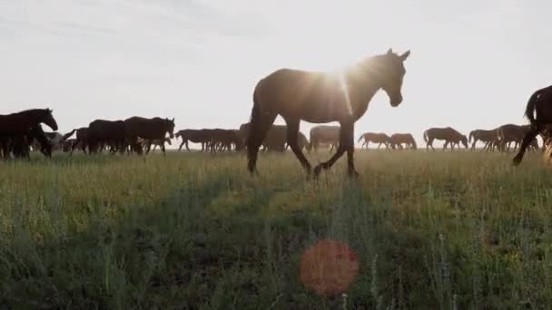 Magnifique Kazakhstan nature et pâturage troupeau de chevaux sur le terrain 