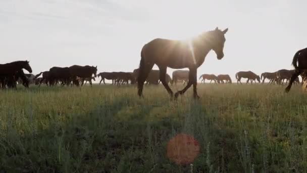 Wunderschöne kasachische Natur und grasende Pferdeherde auf dem Feld — Stockvideo