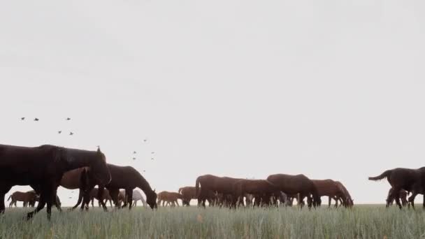 Коні пасуться на пасовищі на заході сонця — стокове відео