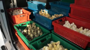 Taşımacılık yeni doğmuş bebek konteynırı, doğal kümes hayvanları, tarım işi