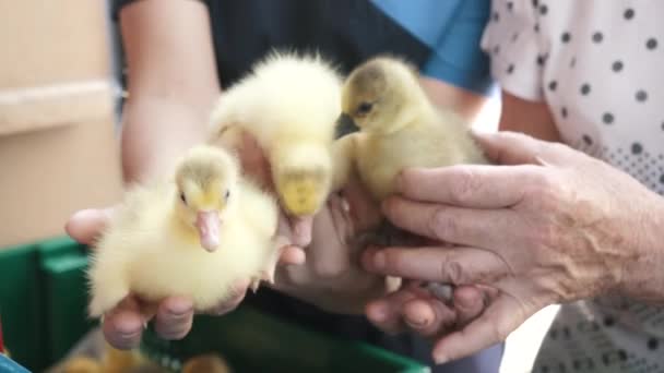 Joven adulto manos mujeres sosteniendo patitos, control de calidad cuidado avicultura — Vídeo de stock