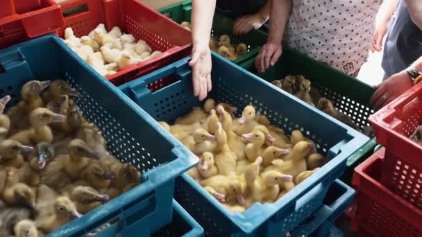 Transporte de nidos de pedidos en contenedores por proveedor al cliente, aves de corral — Vídeo de stock