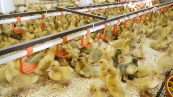 Crowd newborn ducklings drinking water at poultry farm, breeding meat production — Stock Video