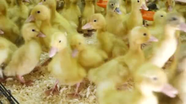 Manada de patos recién nacidos en la granja, cría de aves de corral, producción de carne natural — Vídeo de stock