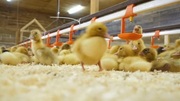 Canetons à picorer nouveau-nés, oisons boivent de l'eau à la ferme avicole, production de viande — Video