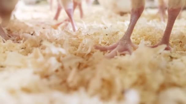 Las patas del rebaño de pollitos caminando sobre aserrín en la granja avícola, manteniendo cruda — Vídeo de stock