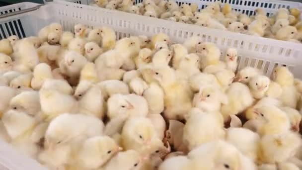 Poulets nouveau-nés dans des conteneurs à la ferme avicole, élevage de la production de viande — Video