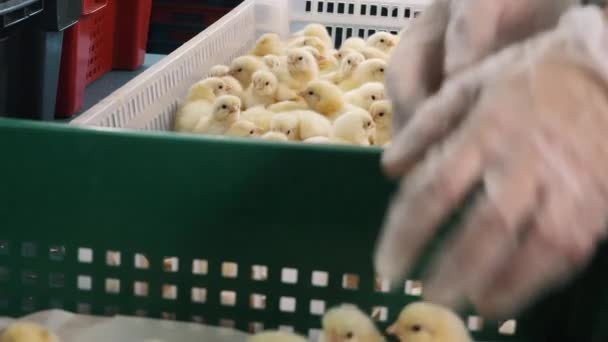 Trabajos de clasificación, elección de pollos de cuidado, selección en granja de control avícola — Vídeo de stock