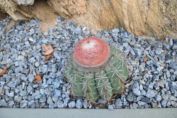 サボテン Melocactus Zehntneri 岩の近くに植え — ストック写真