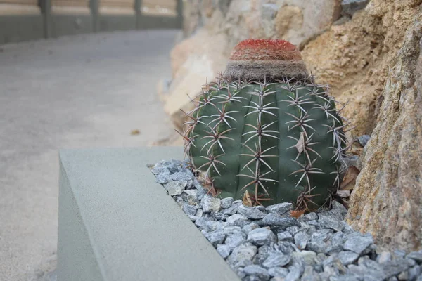 サボテン Melocactus Zehntneri 岩の近くに植え — ストック写真