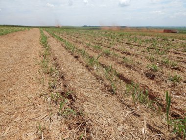 Şeker kamışı ekimi kuru saman. Brezilya ve bakım enviroiment tarımda.