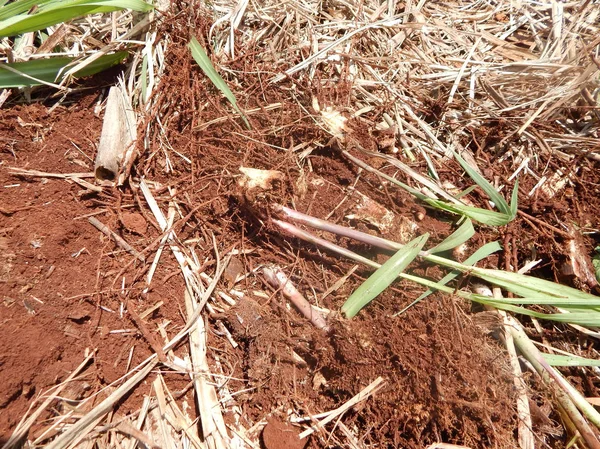 Peste Canna Zucchero Insetto Noto Come Bicudo Cana Acucar Nome — Foto Stock